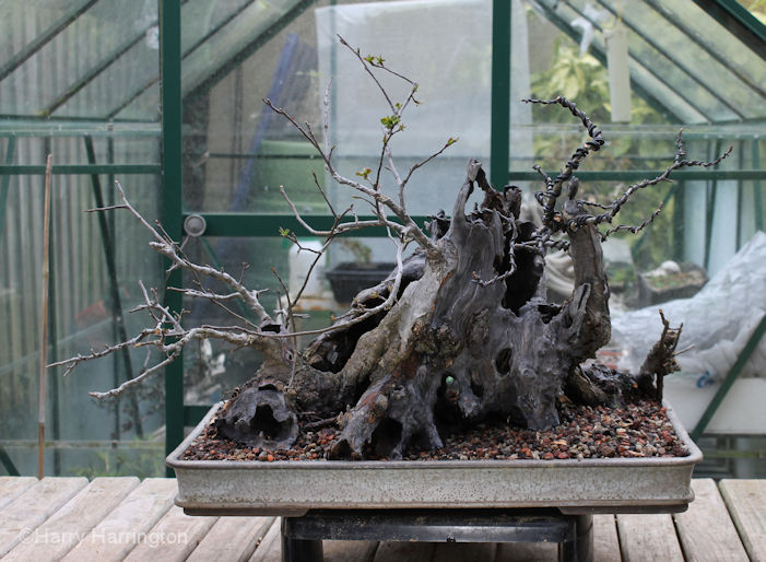 Crab Apple Bonsai Carving and Styling
